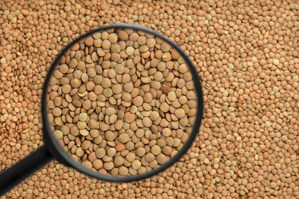 تصویر 4 از عدس سپیدار تازه برداشت شده با رنگ طبیعی و درخشان