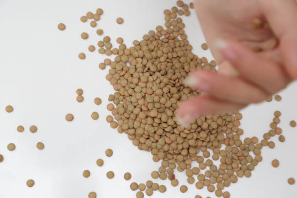 تصویر 1 از عدس سپیدار تازه برداشت شده با رنگ طبیعی و درخشان