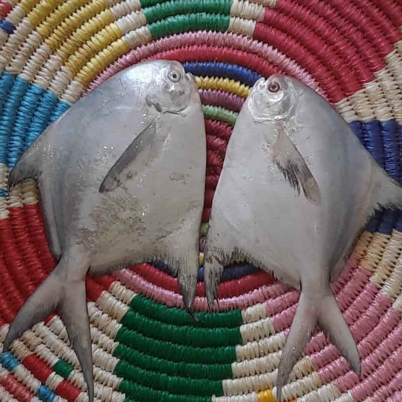 ماهی حلوا قاضی صید روز جنوب