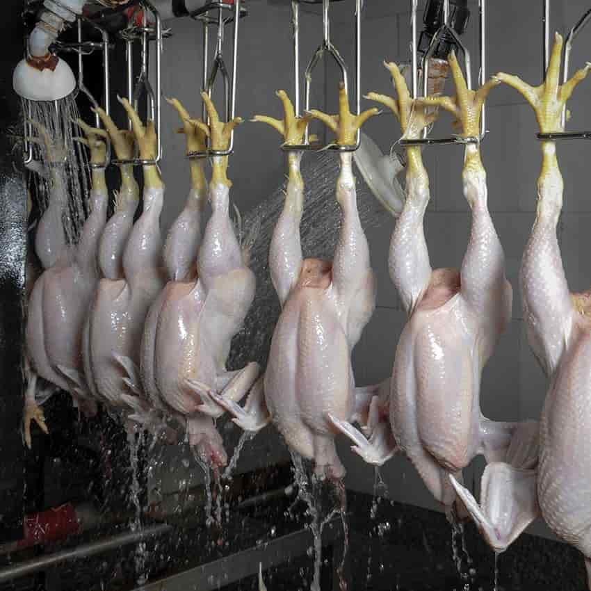 تصویر 4 از مرغ تازه و کامل نازینه با کیفیت عالی و کشتار روز