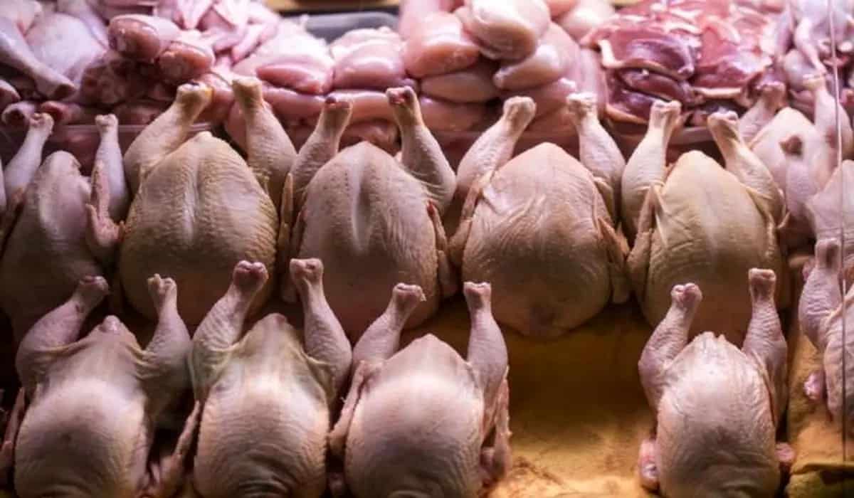 تصویر 1 از مرغ تازه زربال عرضه مستقیم با نظارت بهداشتی