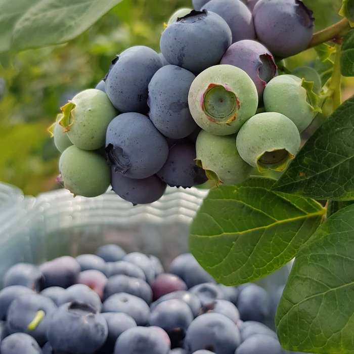 تصویر 5 از فروش بلوبری عمده تازه چین با قیمت رقابتی ویژه باغداران و عمده فروشان