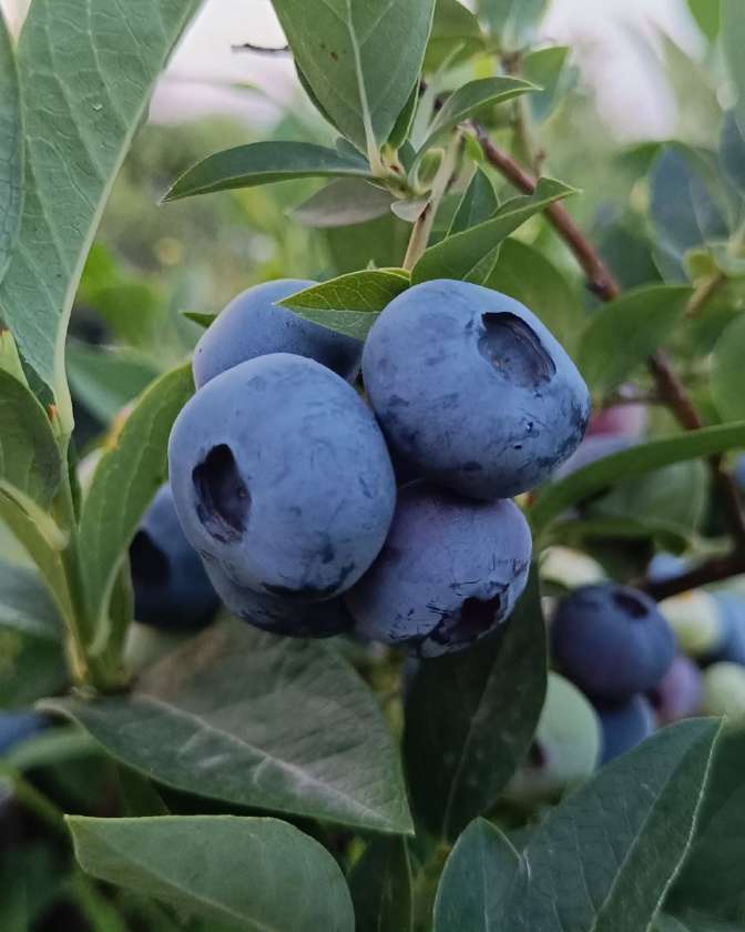 تصویر 4 از فروش بلوبری عمده تازه چین با قیمت رقابتی ویژه باغداران و عمده فروشان