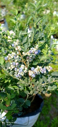 تصویر 1 از مرکز فروش نهال بلوبری اصلاح‌ شده با ارسال سریع و تضمین کیفیت