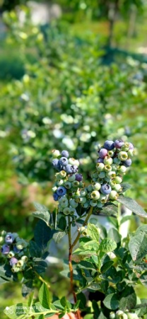 تصویر 2 از مرکز فروش نهال بلوبری اصلاح‌ شده با ارسال سریع و تضمین کیفیت