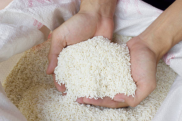 تصویر 5 از برنج دونوج هاشمی کشت سال جدید با رنگ سفید شیری