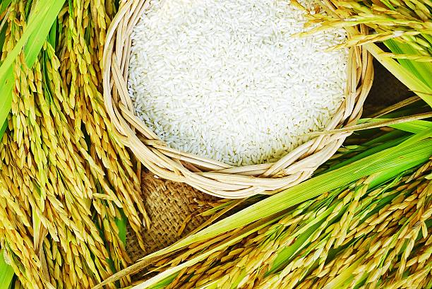 تصویر 3 از برنج دونوج هاشمی کشت سال جدید با رنگ سفید شیری