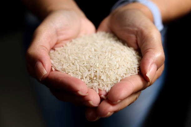 برنج دونوج فرونکنار در بسته بندی 10 تا 40 کیلویی استاندارد بهداشتی