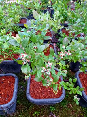 خرید نهال بلوبری گلدانی پربار  ارسال فوری + ضمانت اصالت نهال