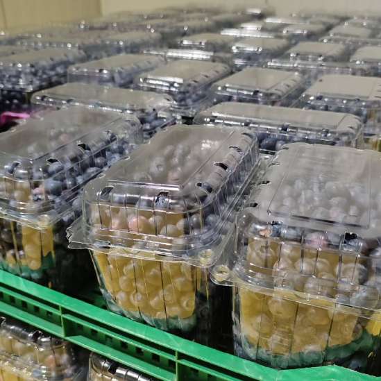 تصویر 4 از فروش عمده بلوبری تازه در تهران + قیمت روز و تحویل سریع ویژه باغداران