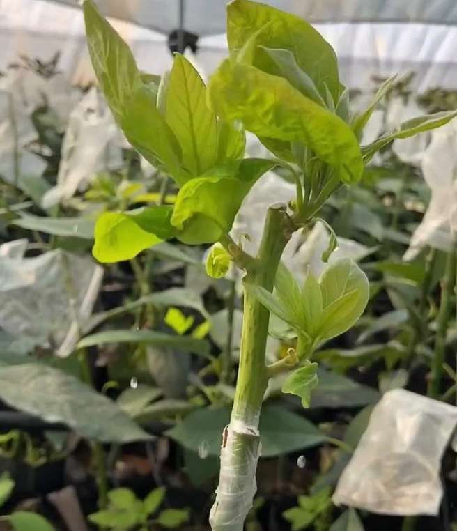 تصویر 4 از خرید نهال آووکادو در ساری + نهال مقاوم پربار و مناسب اقلیم شمال