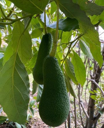 تصویر 1 از خرید نهال آووکادو در ساری + نهال مقاوم پربار و مناسب اقلیم شمال