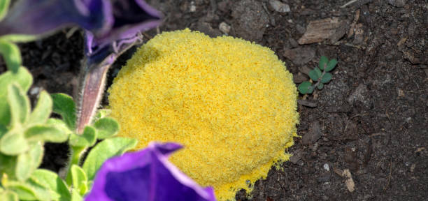 تصویر 2 از گوگرد پتروشیمی بازیافتی از فرآیند پالایش نفت خام