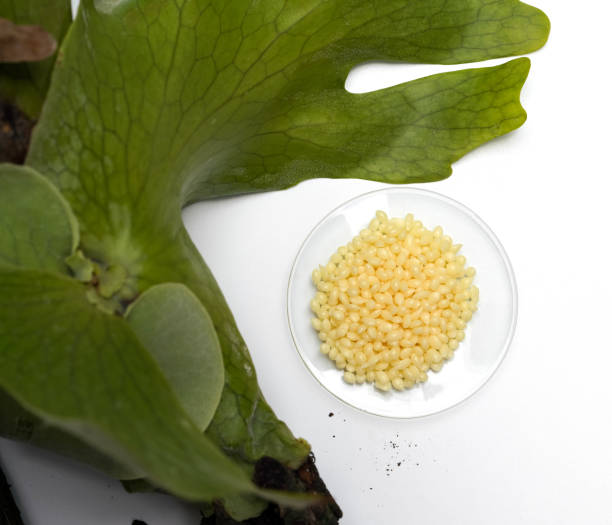 تصویر 1 از گوگرد حشرات با اثر دفع کننده بلندمدت تا سه ماه متوالی