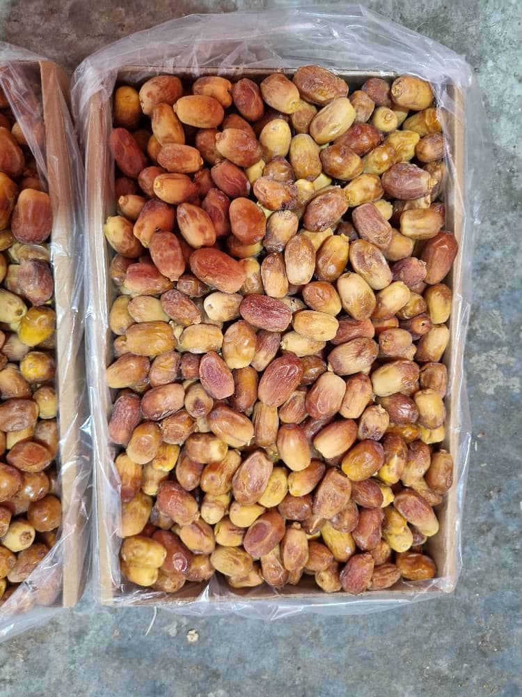 قیمت خرما قصب