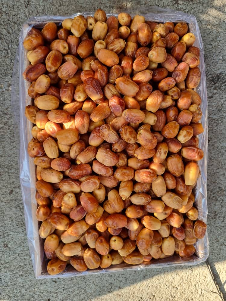 خرید خرما قصب