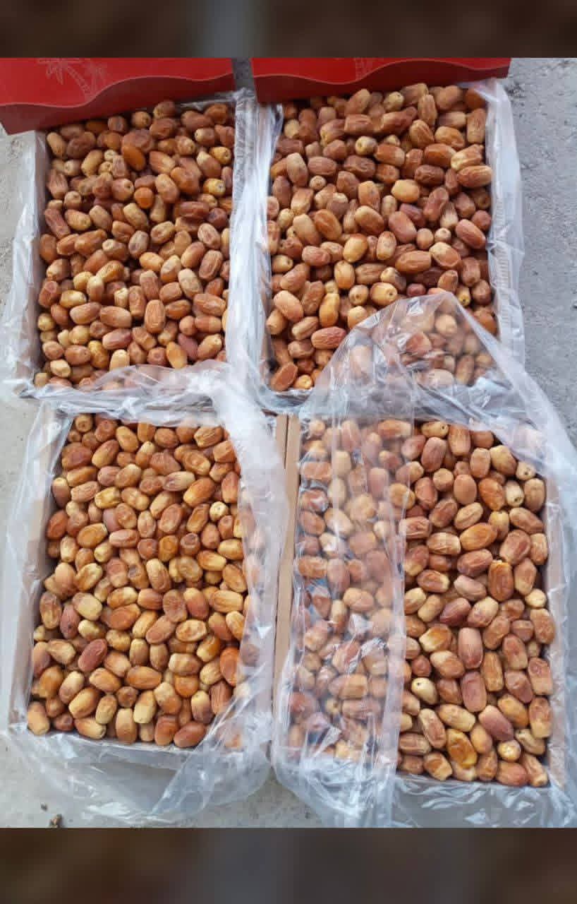 قیمت خرما زاهدی