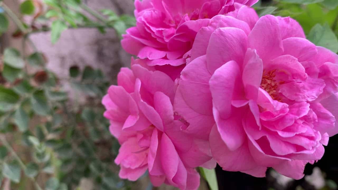 تصویر 4 از گل محمدی ارگانیک شمال ایران با مراقبت طبیعی و بدون کود شیمیایی