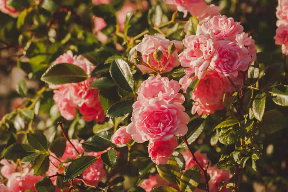 تصویر 1 از گل محمدی ارگانیک شمال ایران با مراقبت طبیعی و بدون کود شیمیایی