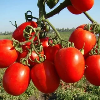 تصویر 4 از گوجه‌ فرنگی تازه و آبدار با طعم طبیعی مناسب مصرف روزانه