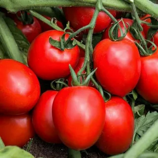 گوجه‌ فرنگی صادراتی با سایز بندی یکنواخت و کیفیت بالا