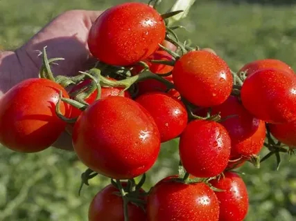 تصویر 2 از گوجه‌ فرنگی صادراتی با سایز بندی یکنواخت و کیفیت بالا