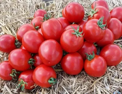 تصویر 3 از گوجه‌ فرنگی صادراتی با سایز بندی یکنواخت و کیفیت بالا