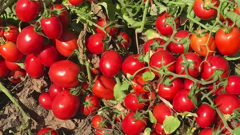 گوجه‌ فرنگی ارگانیک بدون سموم شیمیایی و افزودنی