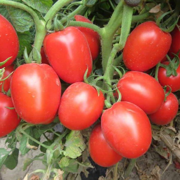 تصویر 4 از گوجه‌ فرنگی ارگانیک بدون سموم شیمیایی و افزودنی