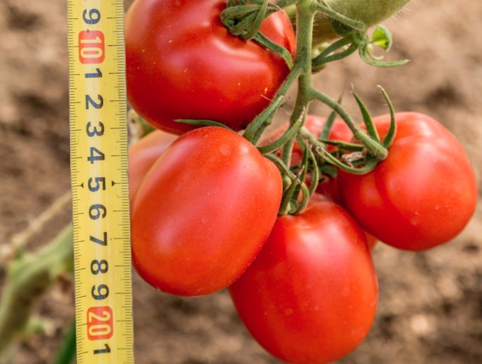 گوجه‌ فرنگی عمده مخصوص رب‌ گیری با رنگ‌ دهی عالی