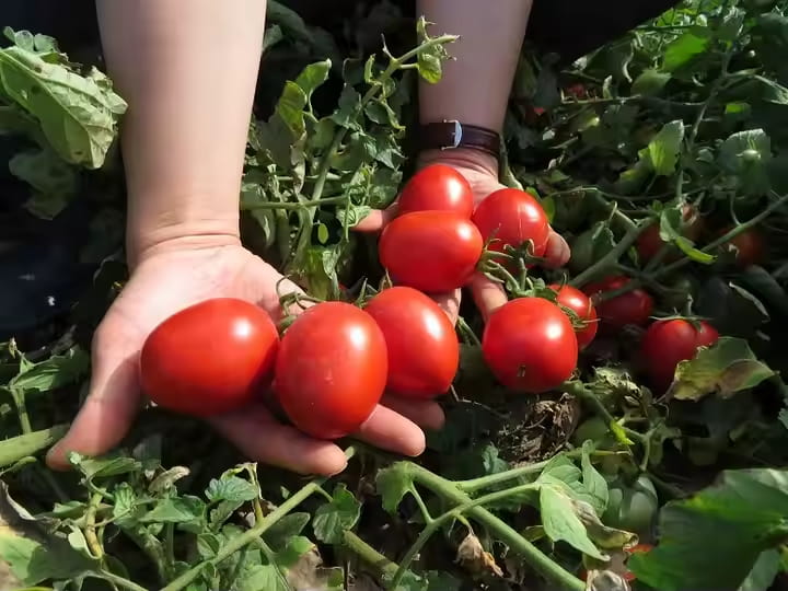 تصویر 3 از گوجه‌ فرنگی عمده مخصوص رب‌ گیری با رنگ‌ دهی عالی