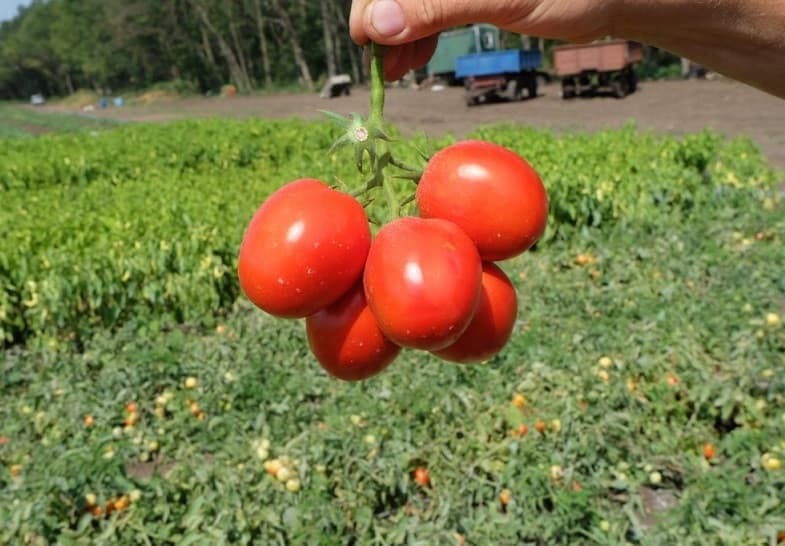 تصویر 4 از گوجه‌ فرنگی عمده مخصوص رب‌ گیری با رنگ‌ دهی عالی