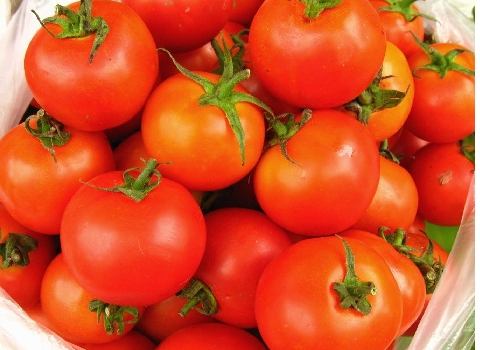 تصویر 4 از گوجه‌ فرنگی شیراز با ماندگاری بالا و حمل‌ و نقل آسان