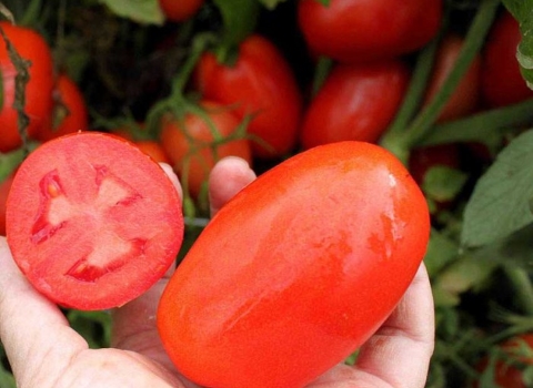 گوجه‌ فرنگی ورامین مناسب رستوران‌ ها و آشپزخانه‌ های صنعتی