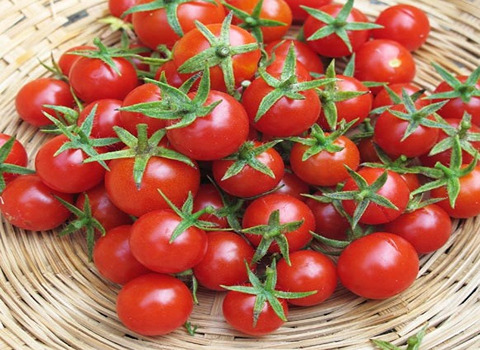 تصویر 3 از گوجه‌ فرنگی گیلاسی گلخانه ای درجه ممتاز با کنترل کیفی دقیق