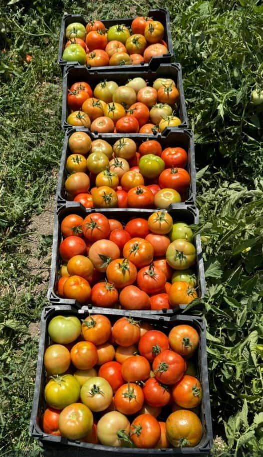 گوجه‌ فرنگی در شمال با کیفیت پایدار در تمام فصول و ظاهر بازار پسند