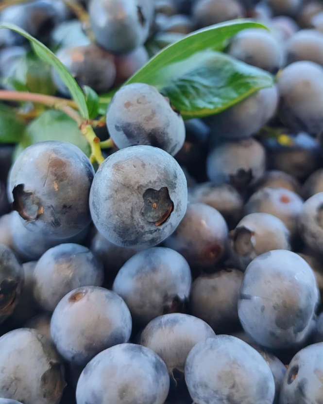 تصویر 3 از فروش عمده بلوبری ایرانی + پخش سراسری بلوبری تازه و درجه یک با قیمت همکاری