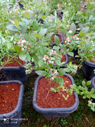 نهال بلوبری