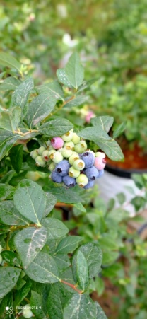 قیمت نهال بلوبری