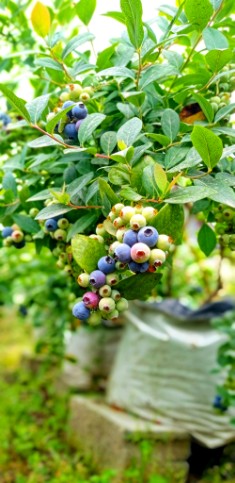 فروش نهال بلوبری