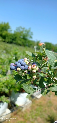 تصویر 4 از فروش نهال بلوبری گیلان + نهال‌های اصلاح شده نسل جدید با ضمانت رشد و باردهی