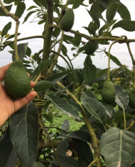 فروش نهال آووکادو ساری + عرضه مستقیم نهال های پیوندی با قیمت همکاری و ارسال سریع