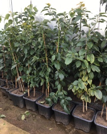 تصویر 3 از فروش نهال آووکادو ساری + عرضه مستقیم نهال های پیوندی با قیمت همکاری و ارسال سریع