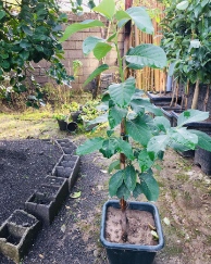 تصویر 4 از فروش نهال آووکادو ساری + عرضه مستقیم نهال های پیوندی با قیمت همکاری و ارسال سریع