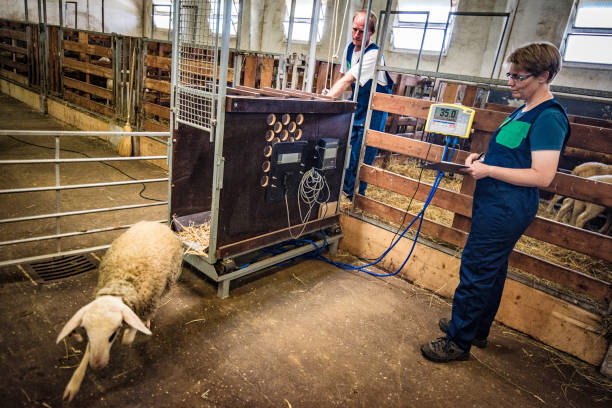 تصویر 3 از باسکول دام کش فلزی ضد زنگ با چهار سنسور لودسل دقیق