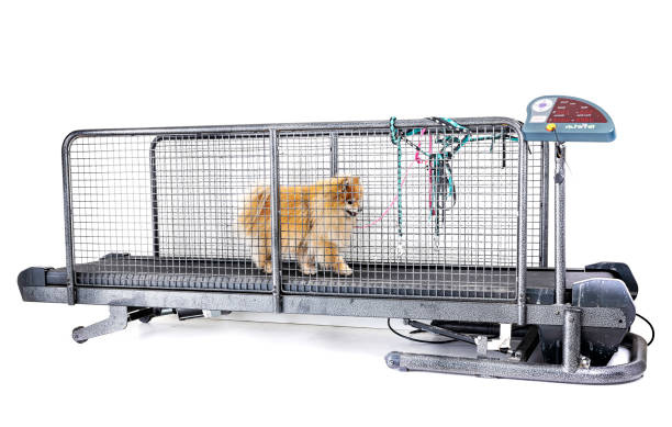 تصویر 3 از باسکول دام کش محک مقاوم در برابر ضربه با بدنه فولادی ضخیم