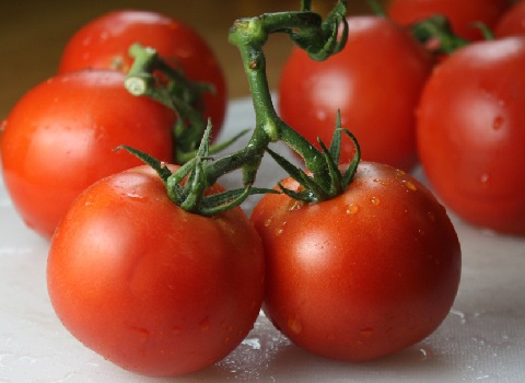 گوجه‌ فرنگی ورامین تازه و سالم با کنترل کیفی دقیق در مراحل کاشت