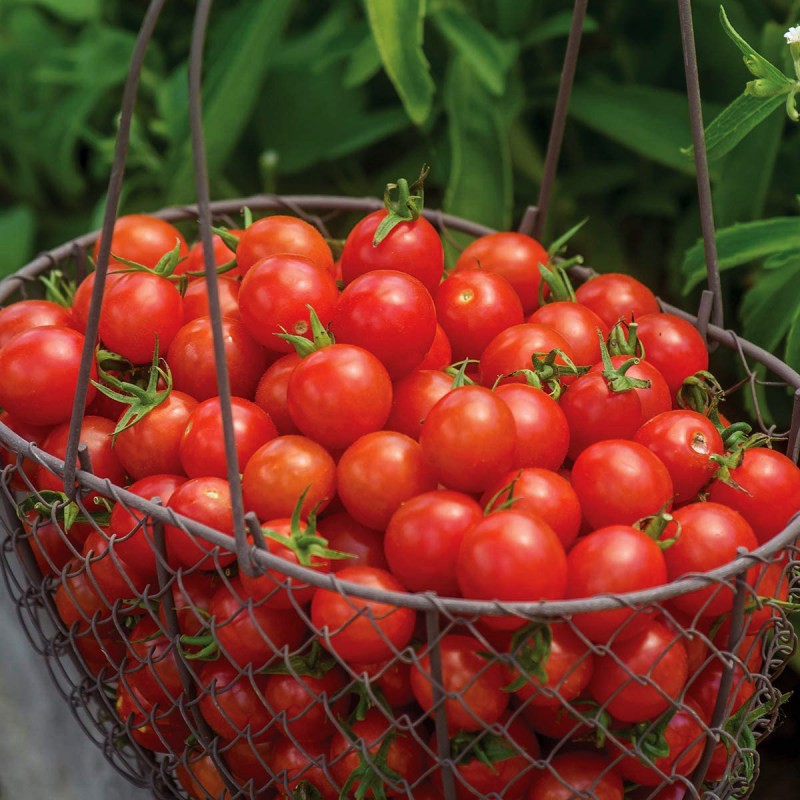 تصویر 3 از گوجه‌ فرنگی گیلاسی تولید شده با روش‌ های نوین کشاورزی