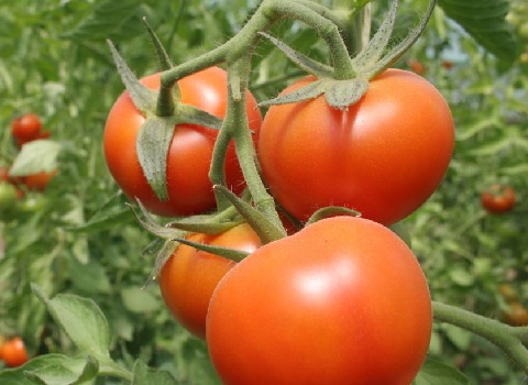 گوجه‌ فرنگی ربی درشت برداشت فصل با بیشترین میزان تازگی