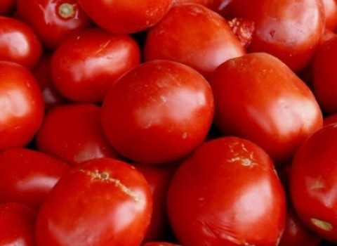 تصویر 4 از گوجه‌ فرنگی ربی درشت برداشت فصل با بیشترین میزان تازگی